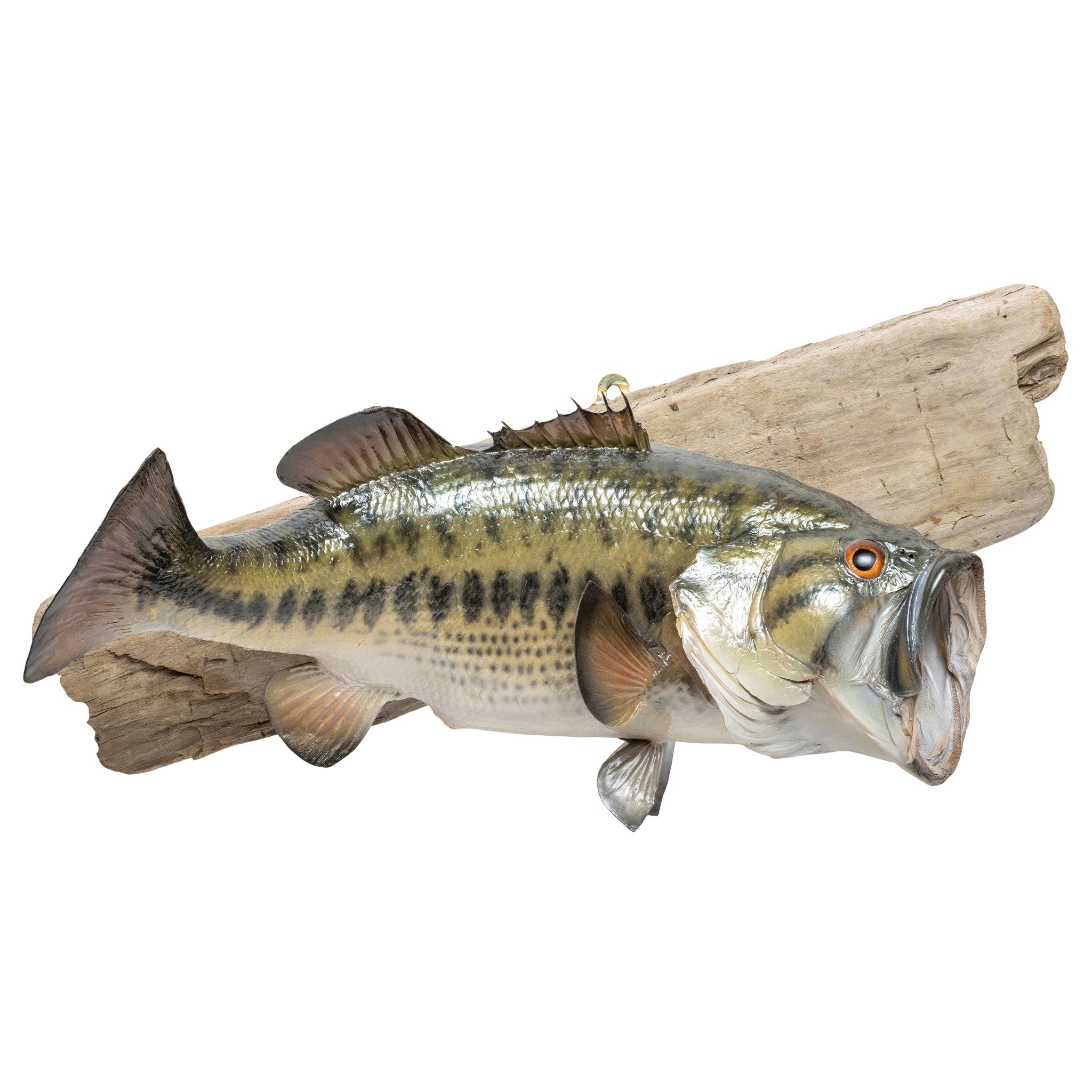 Trophy Large Mouth Bass Skin Mount, Furnishings, Taxidermy, Fish