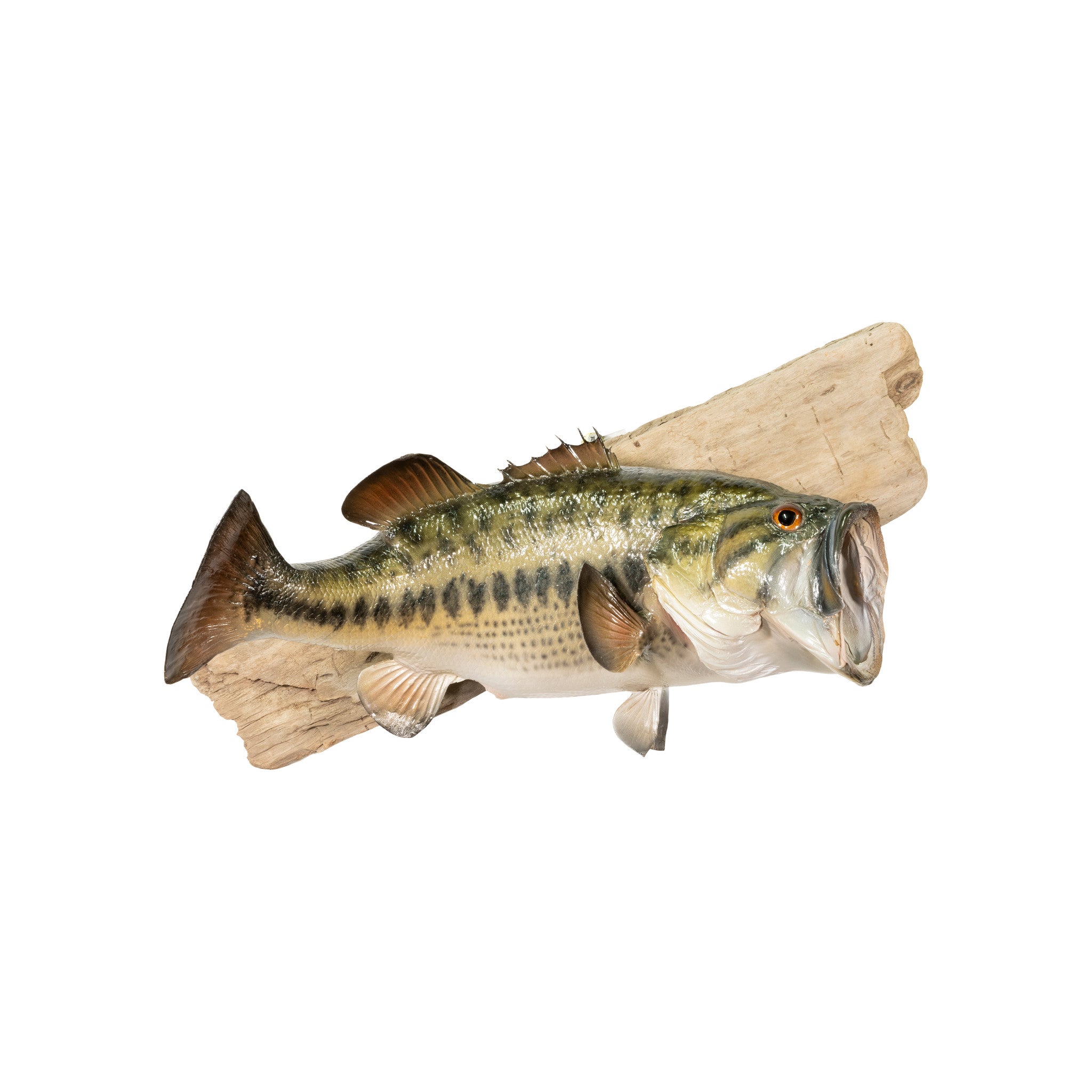 Trophy Large Mouth Bass Skin Mount, Furnishings, Taxidermy, Fish
