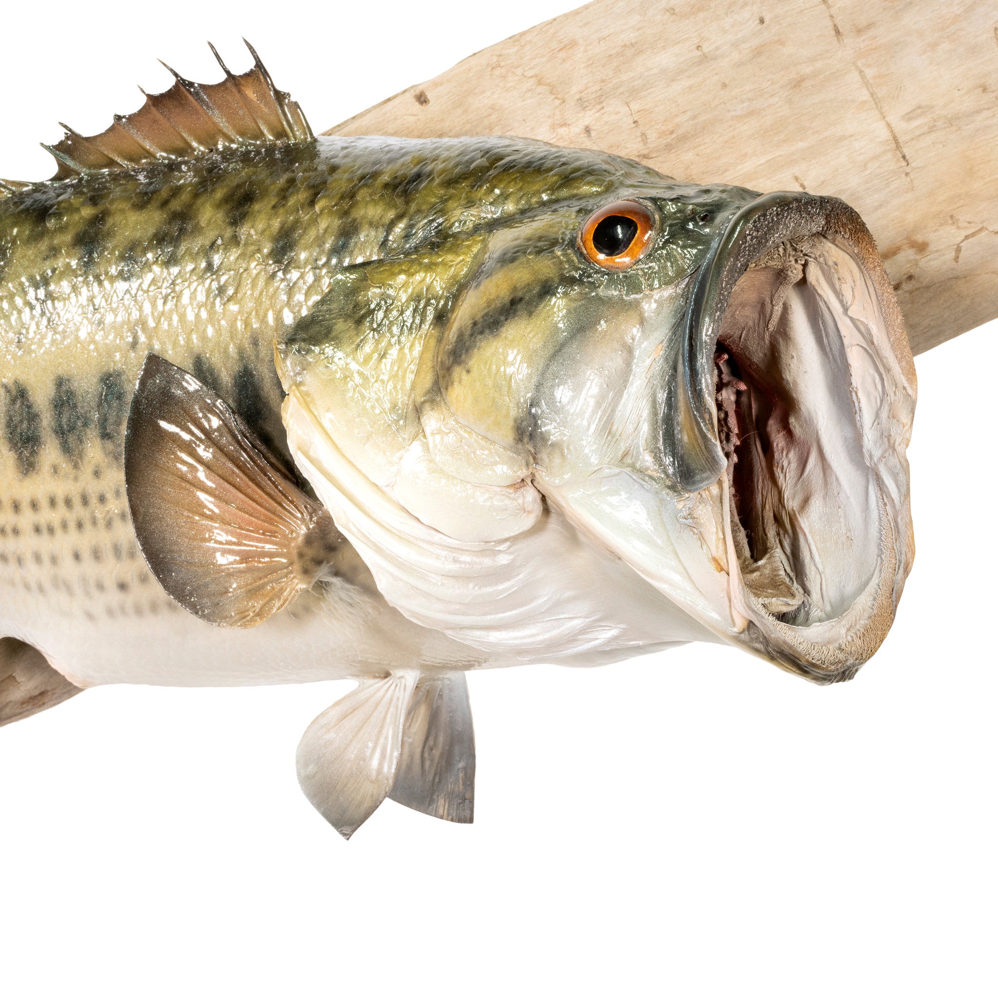 Trophy Large Mouth Bass Skin Mount