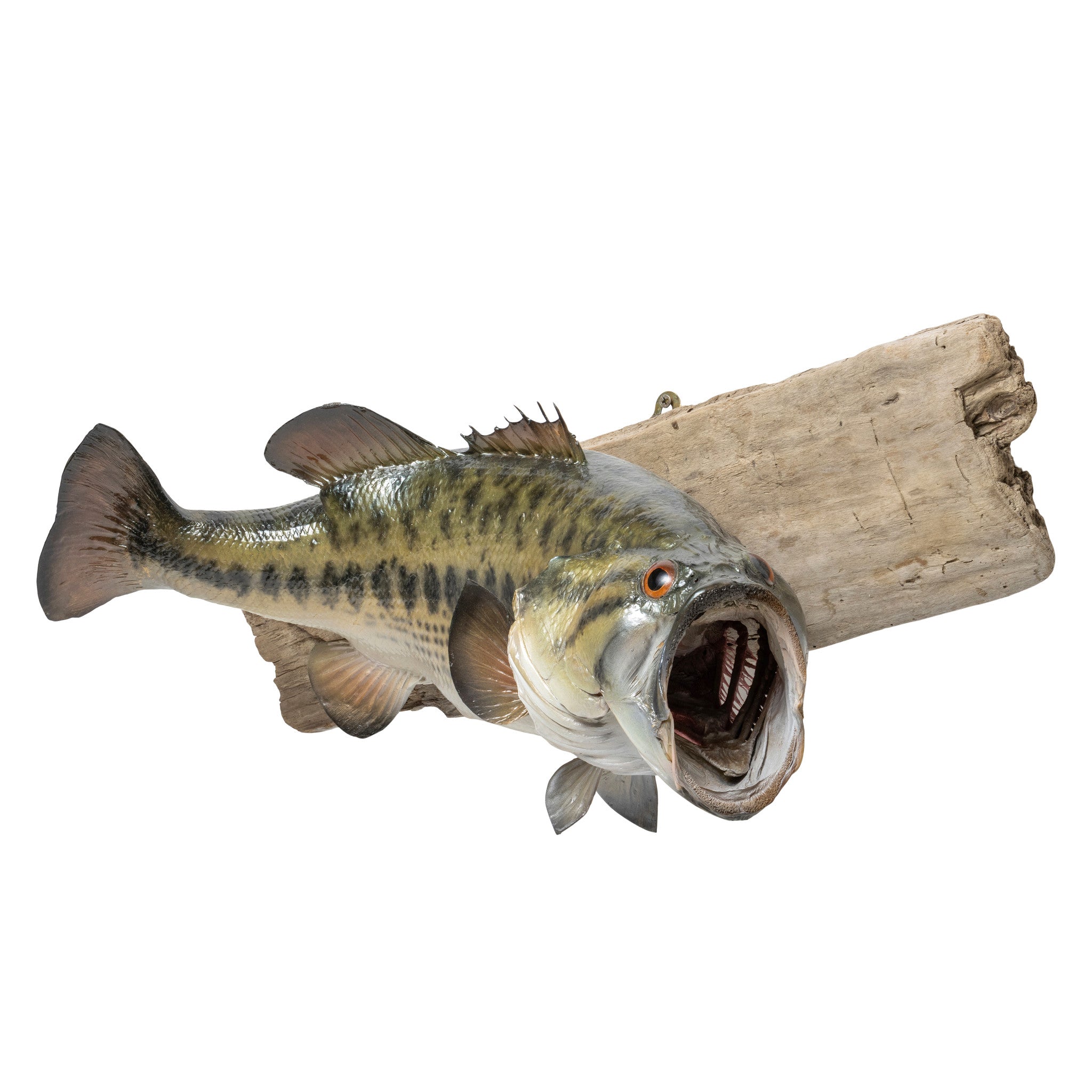 Trophy Large Mouth Bass Skin Mount