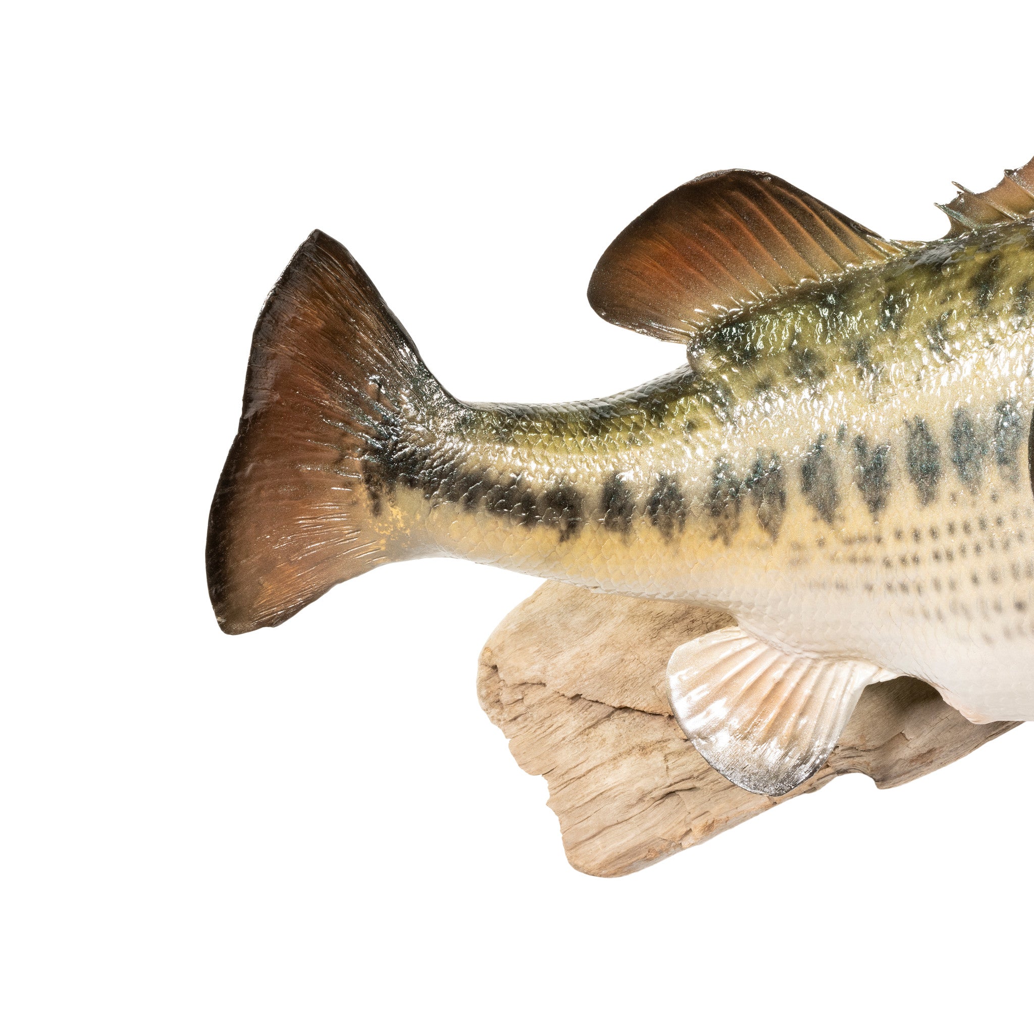 Trophy Large Mouth Bass Skin Mount