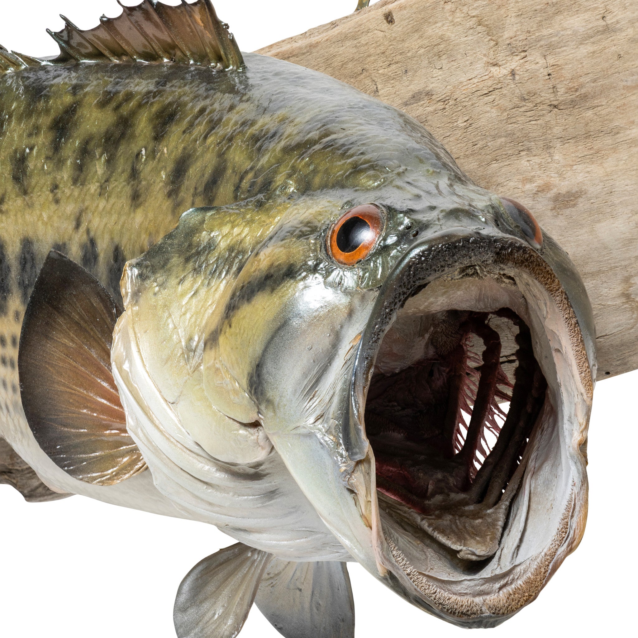 Trophy Large Mouth Bass Skin Mount