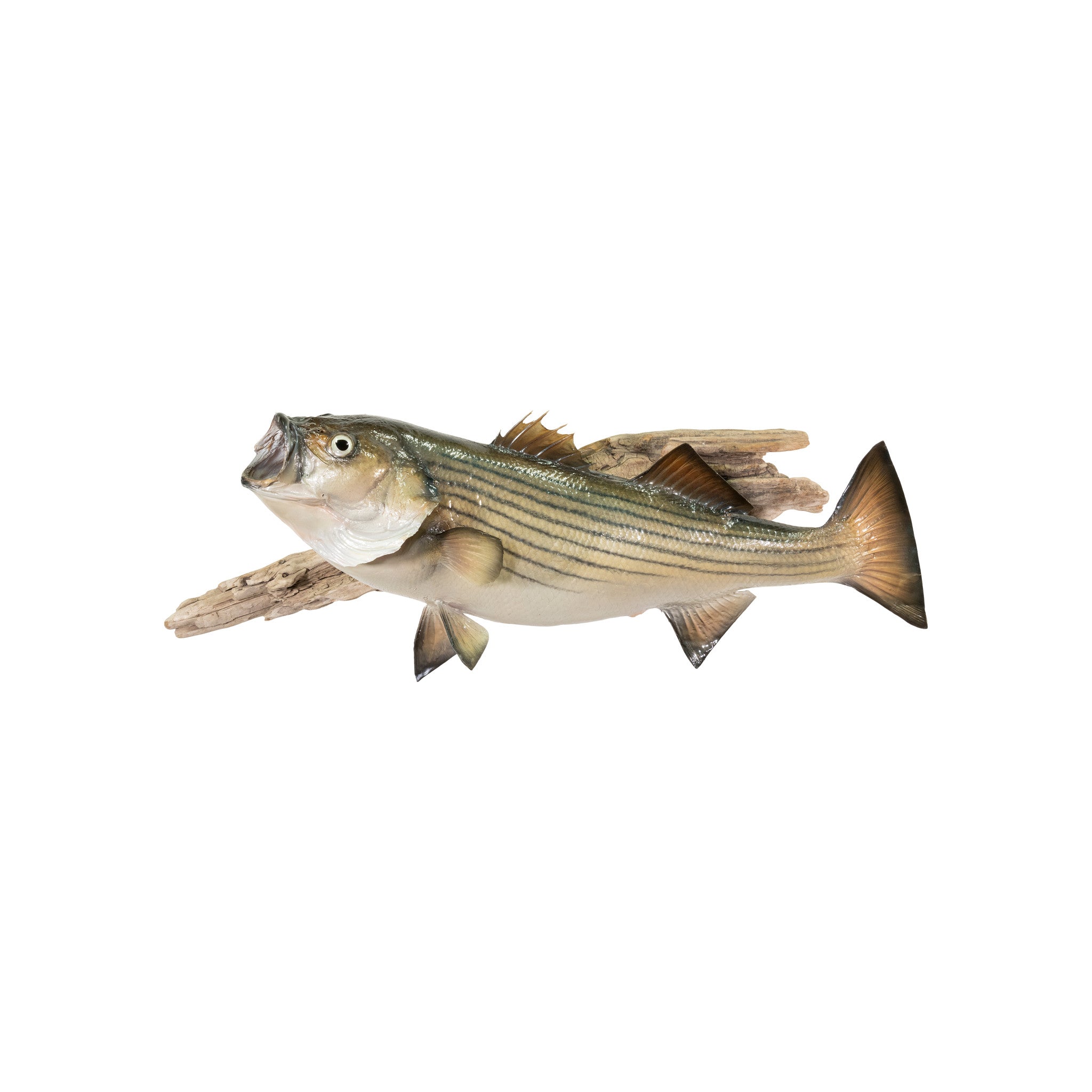 Striper Skin Mount, Furnishings, Taxidermy, Fish