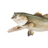 Striper Skin Mount