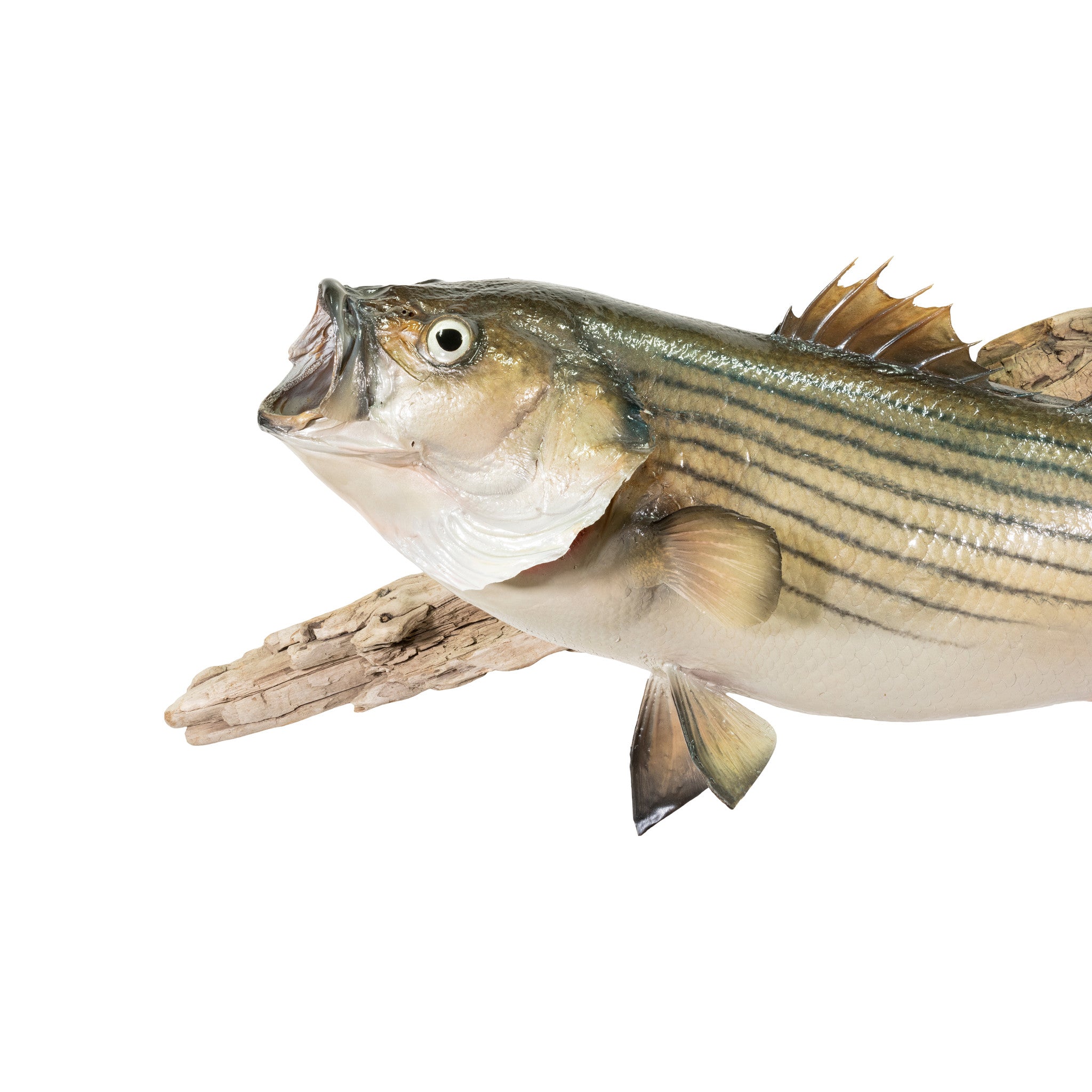 Striper Skin Mount