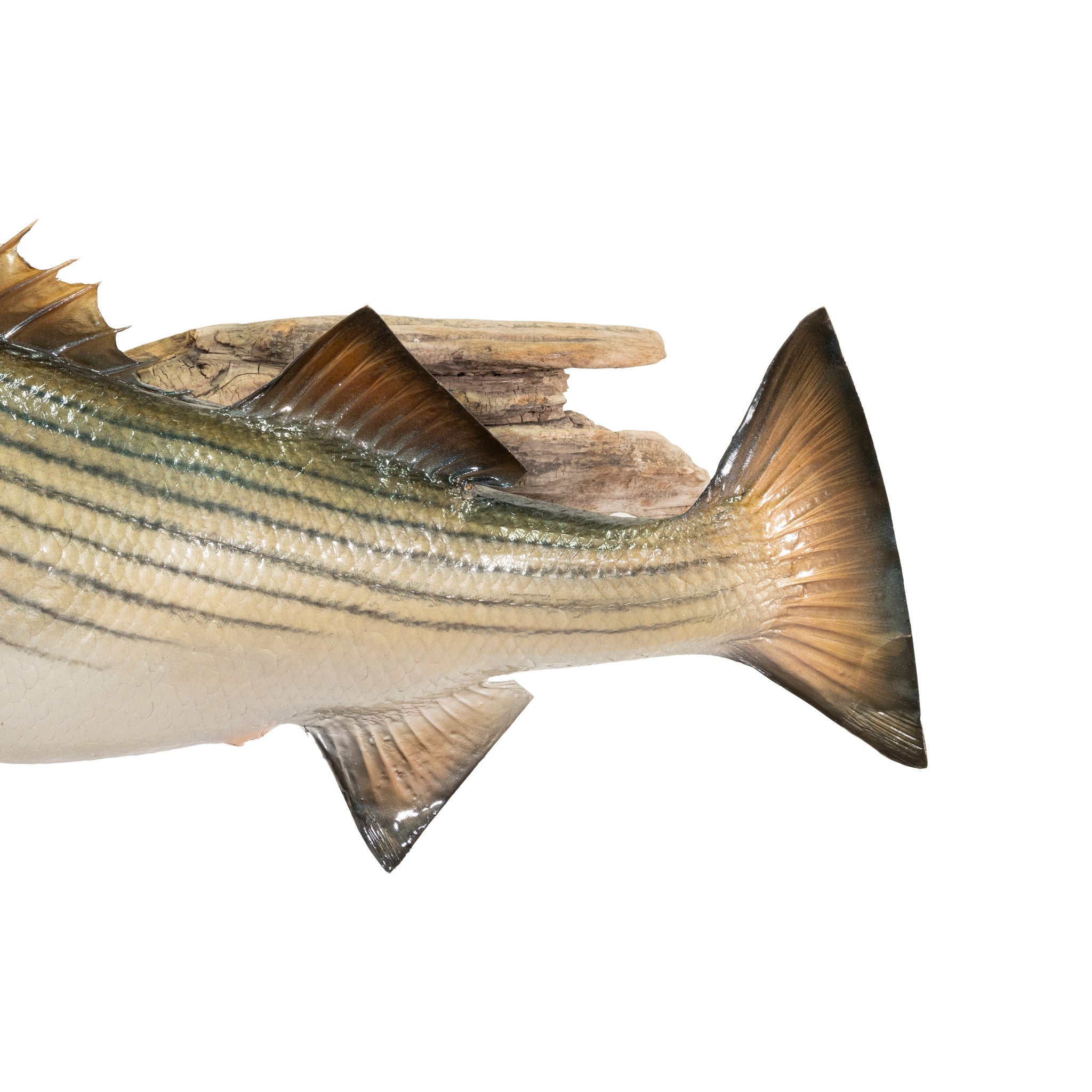 Striper Skin Mount