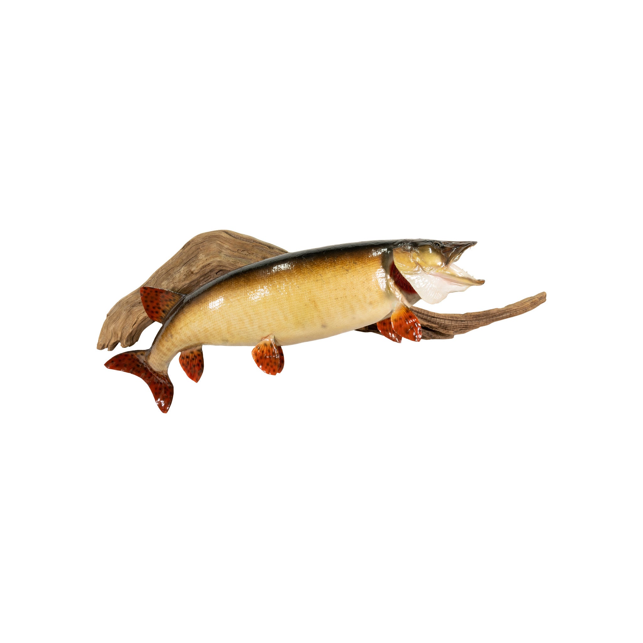 Muskie Skin Mount, Furnishings, Taxidermy, Fish