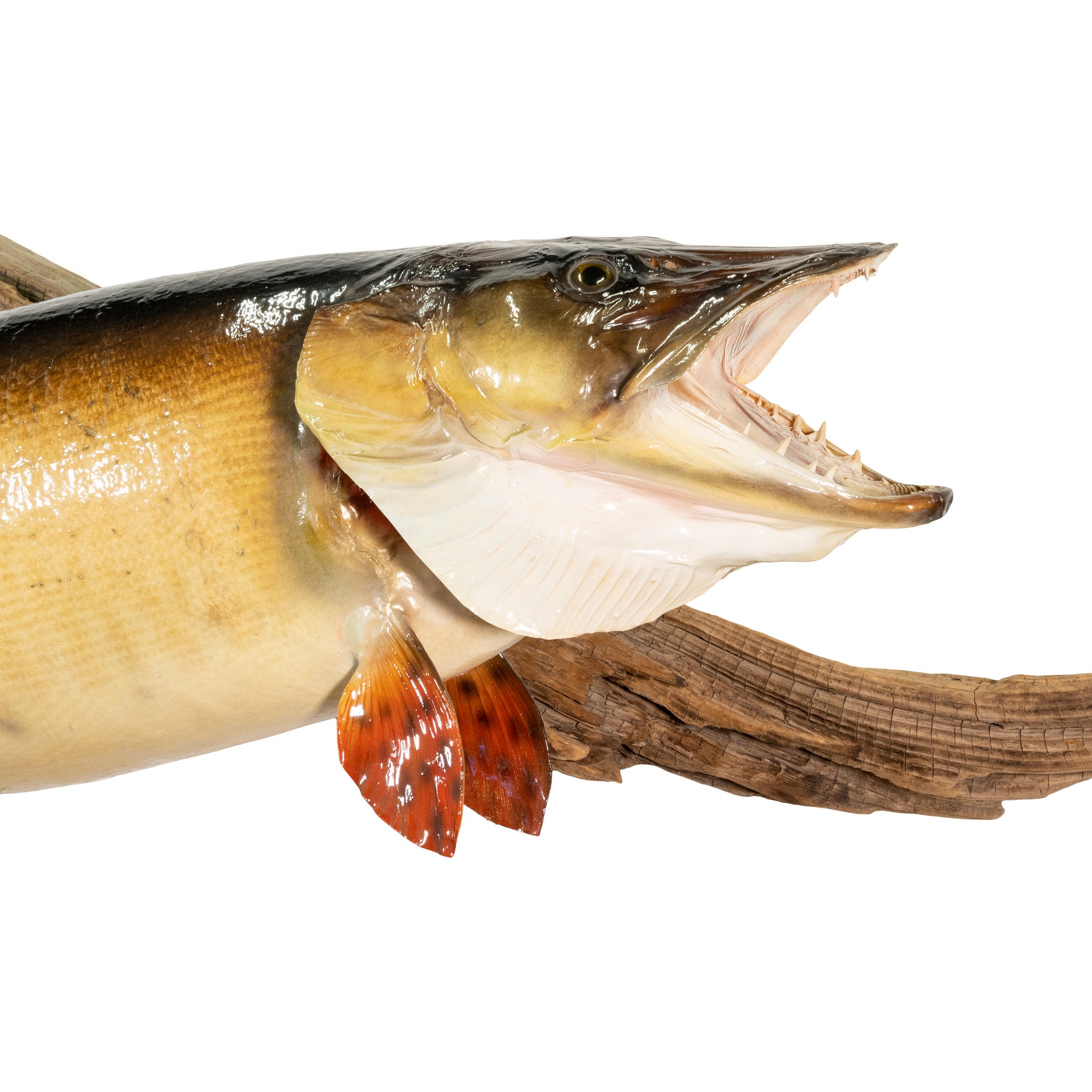 Muskie Skin Mount