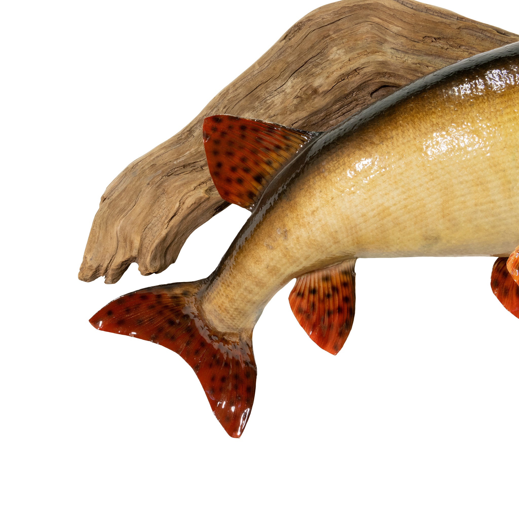 Muskie Skin Mount