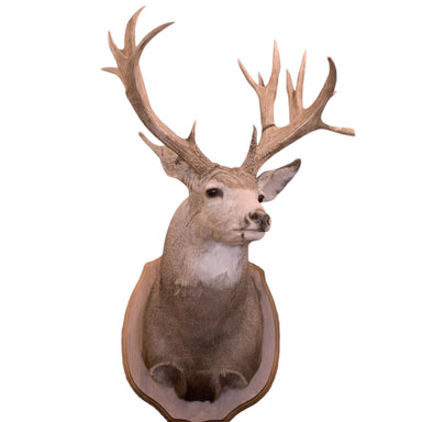 Montana Non Typical Mule Deer Mount, Furnishings, Taxidermy, Deer