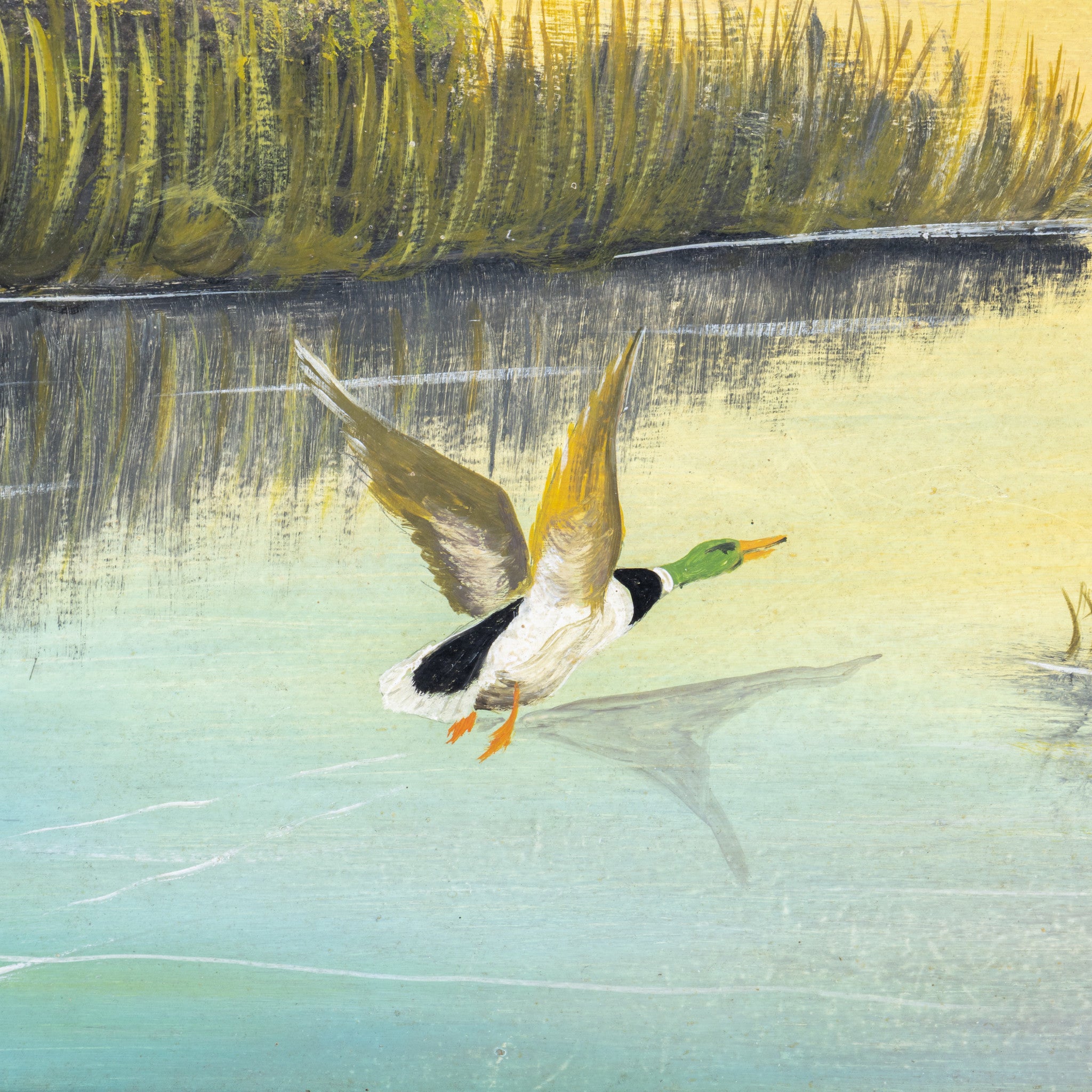 "Mallard" by T. Foster