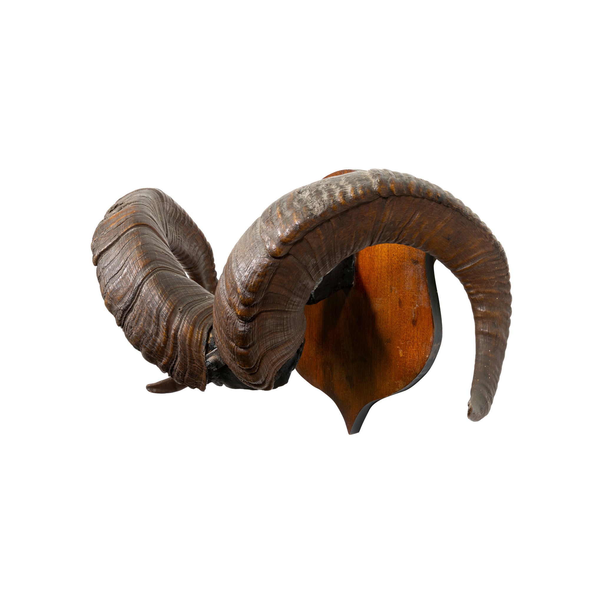 Stone Sheep Horns