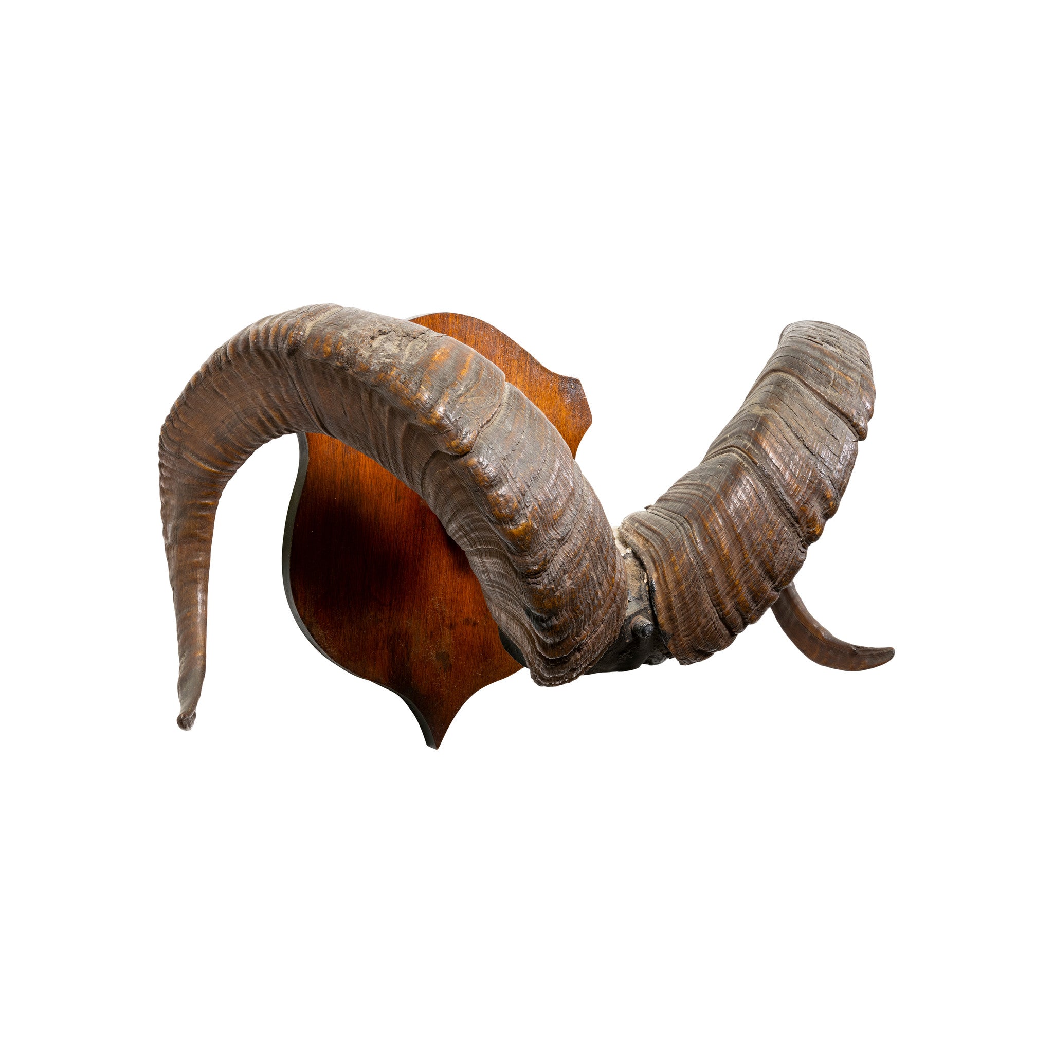 Stone Sheep Horns