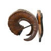 Stone Sheep Horns