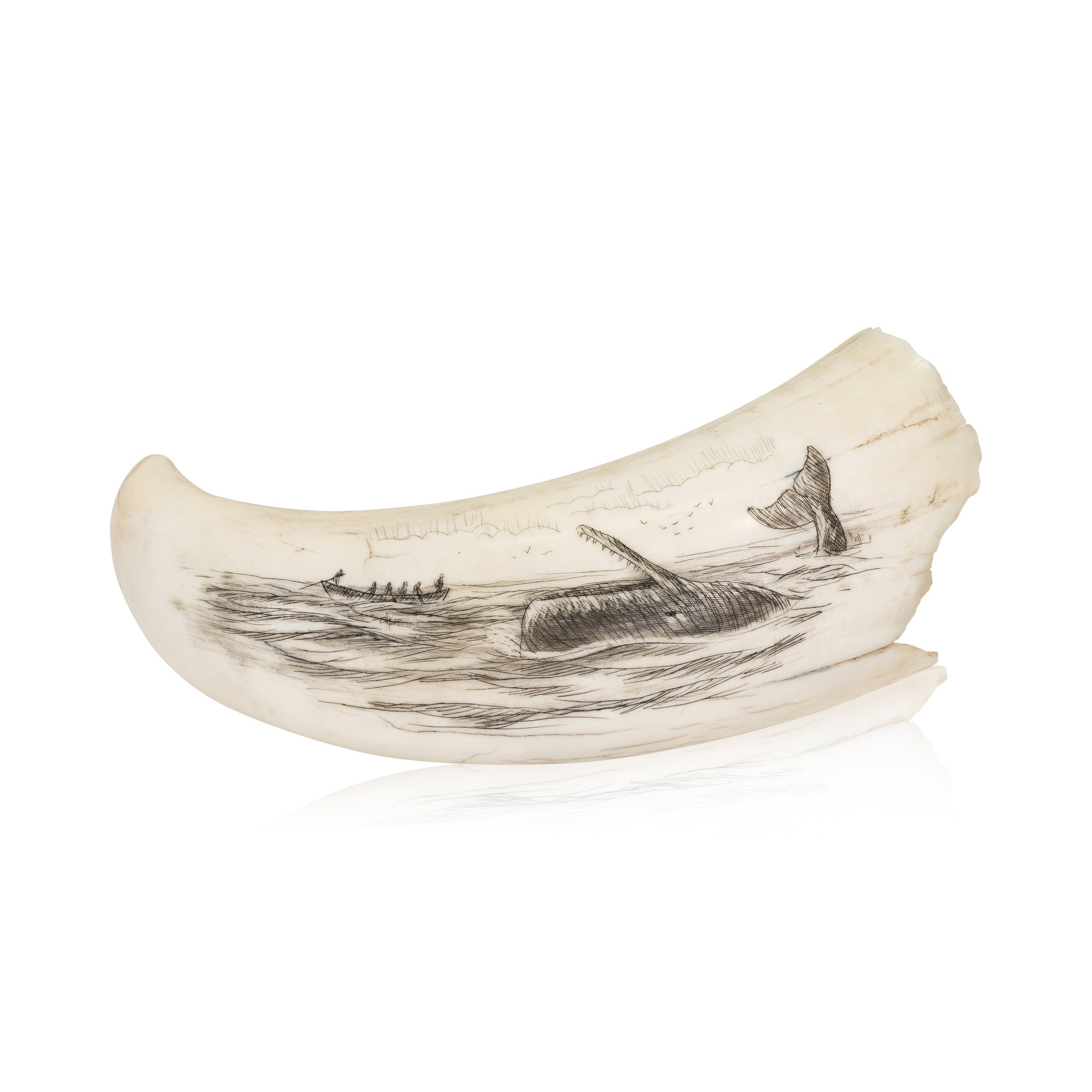 Scrimshawed Sperm Whale Tooth, Native, Carving, Ivory