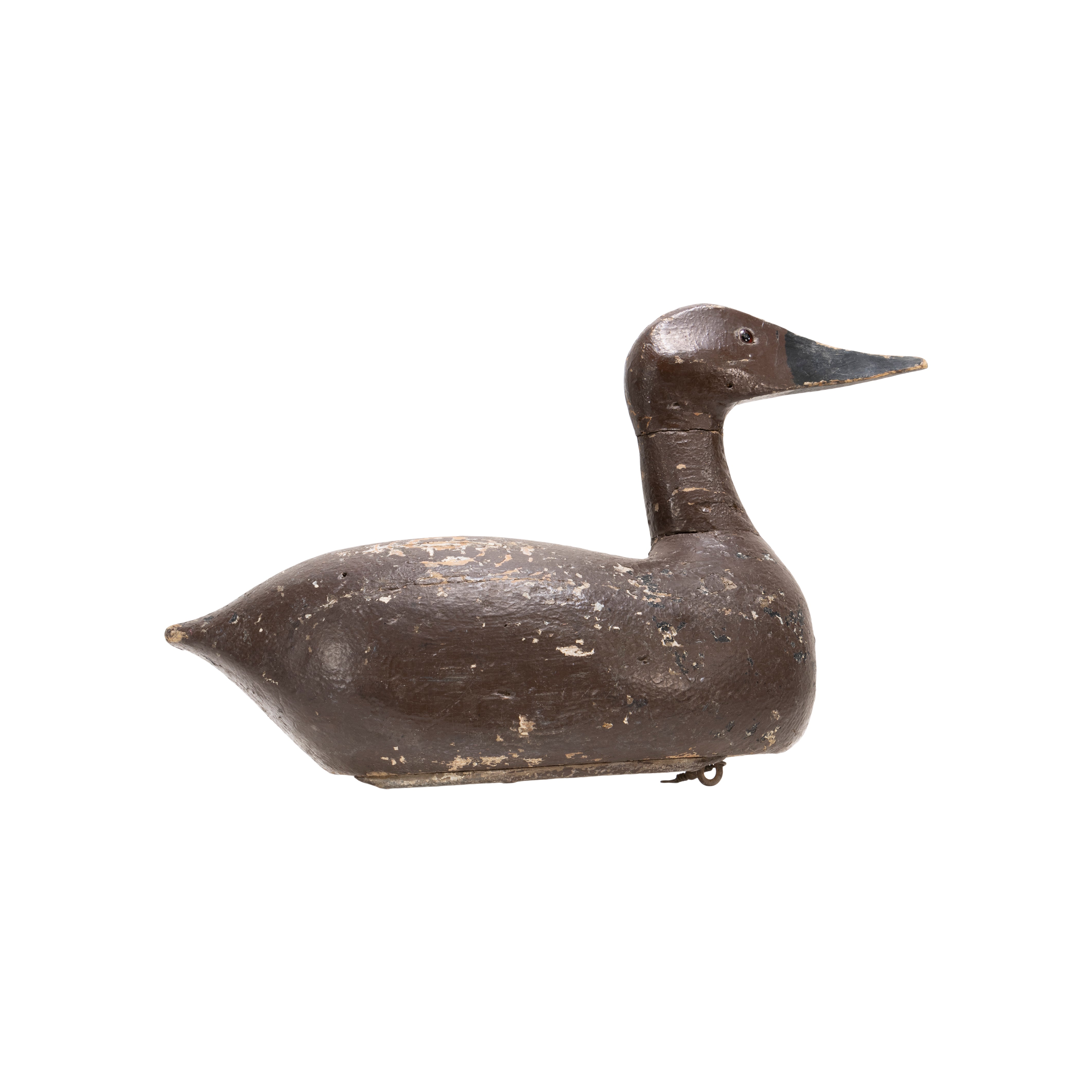 Canvasback Hen