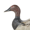 Canvasback Drake