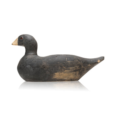 Coot Decoy, Sporting Goods, Hunting, Waterfowl Decoy