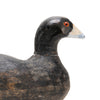 Coot Decoy