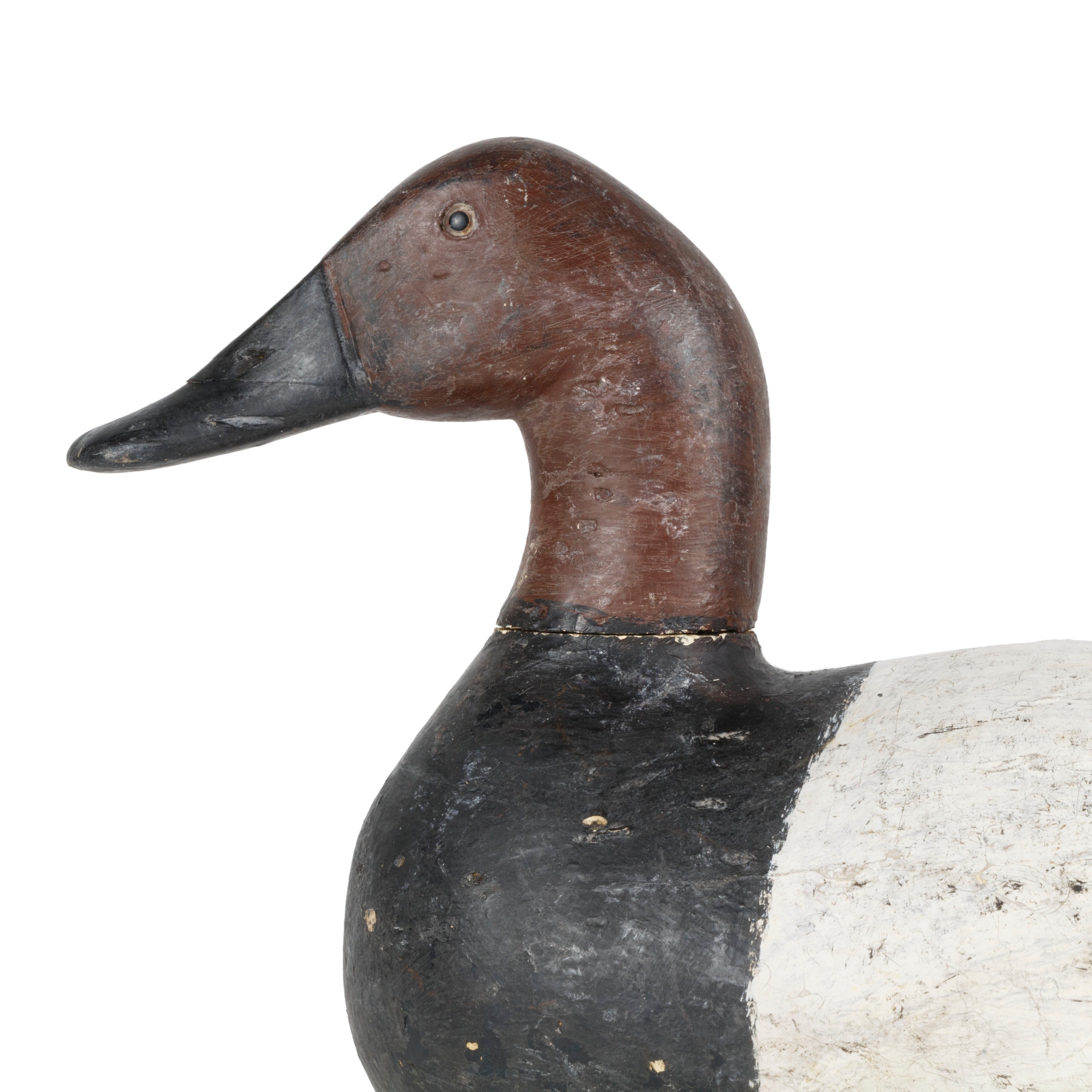 Canvasback Drake