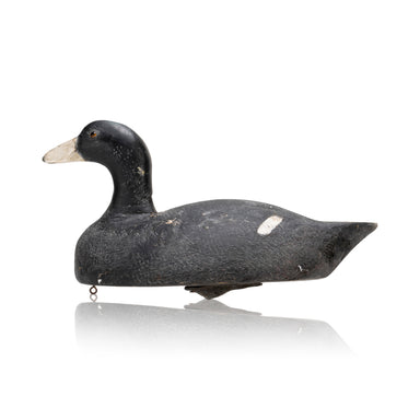 Gus Nelow Coot Decoy, Sporting Goods, Hunting, Waterfowl Decoy