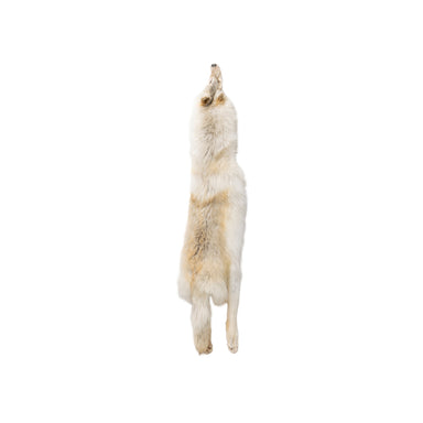 Alaskan Timberwolf Pelt, Furnishings, Taxidermy, Fur