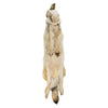 Alaskan Timberwolf Pelt