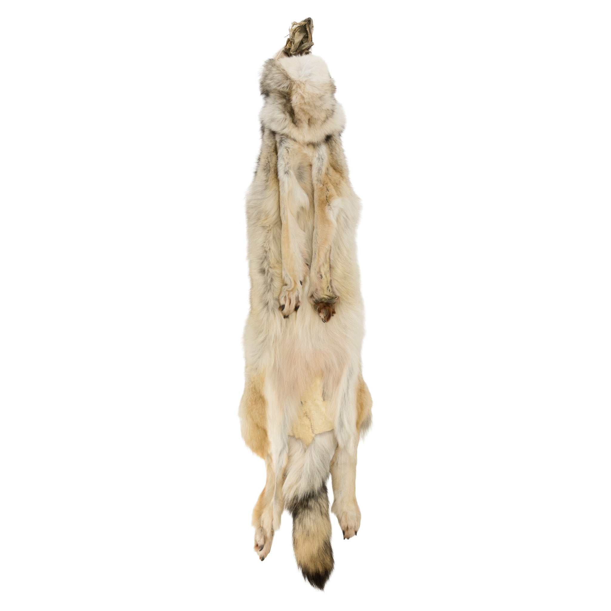 Alaskan Timberwolf Pelt