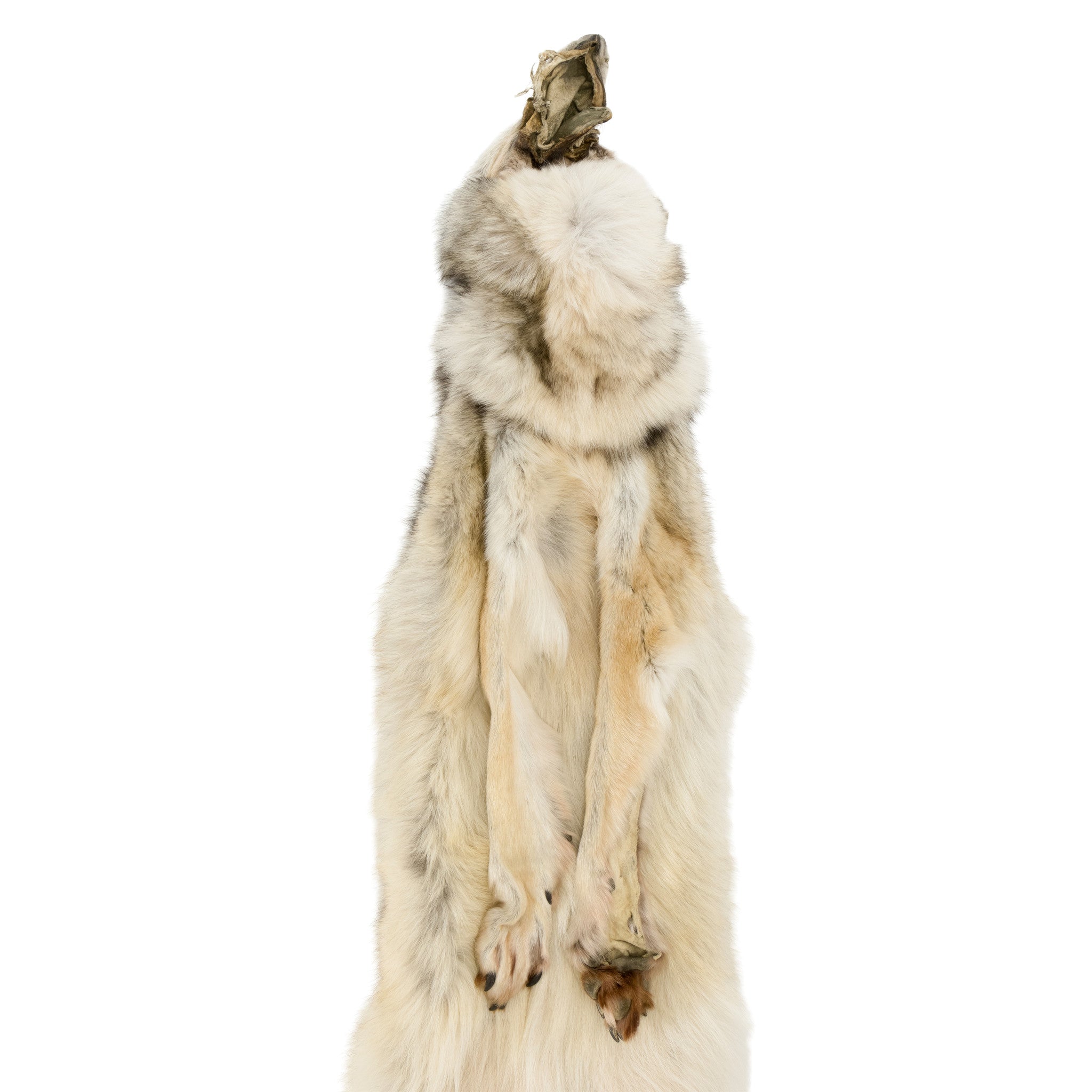 Alaskan Timberwolf Pelt