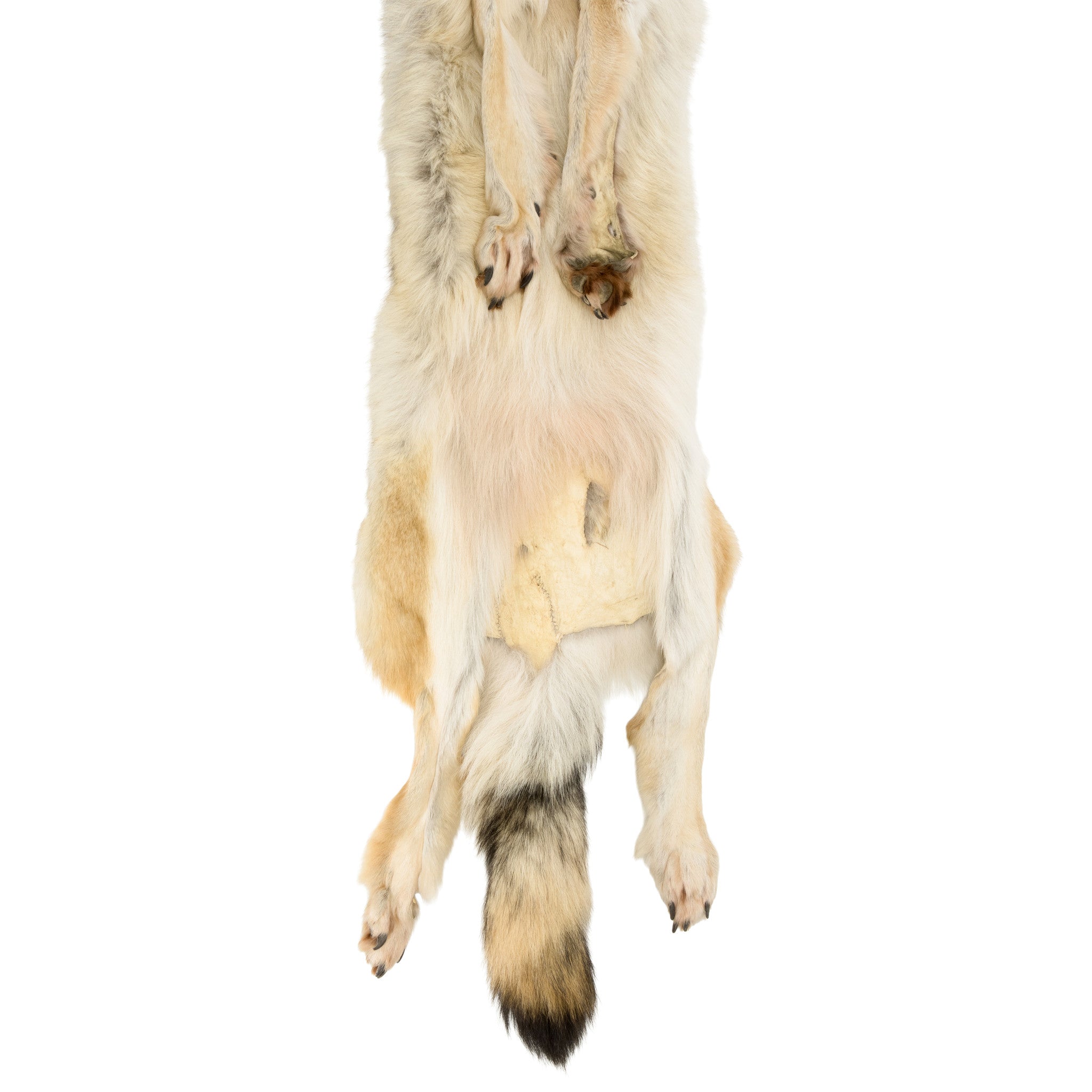 Alaskan Timberwolf Pelt