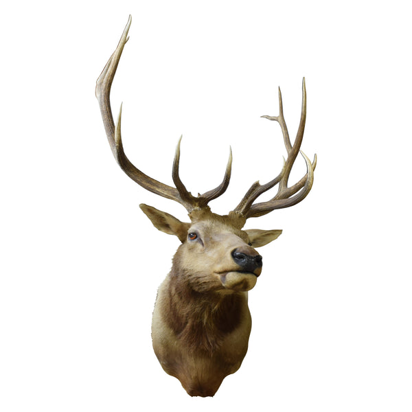 Idaho Elk Shoulder Mount, Furnishings, Taxidermy, Elk