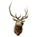 Idaho Elk Shoulder Mount, Furnishings, Taxidermy, Elk
