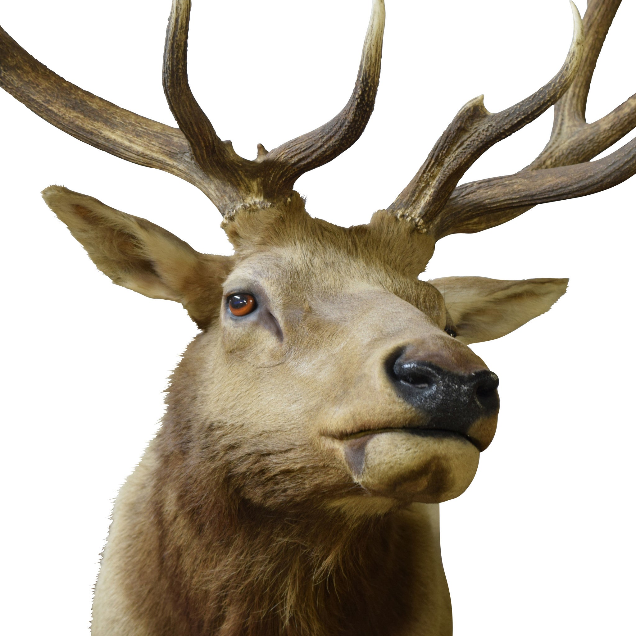 Idaho Elk Shoulder Mount