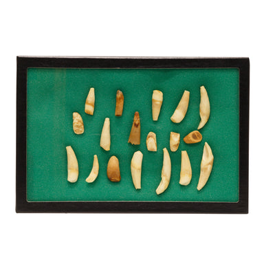 Alaskan Seal Teeth, Native, Stone and Tools, Bone