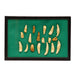 Alaskan Seal Teeth, Native, Stone and Tools, Bone