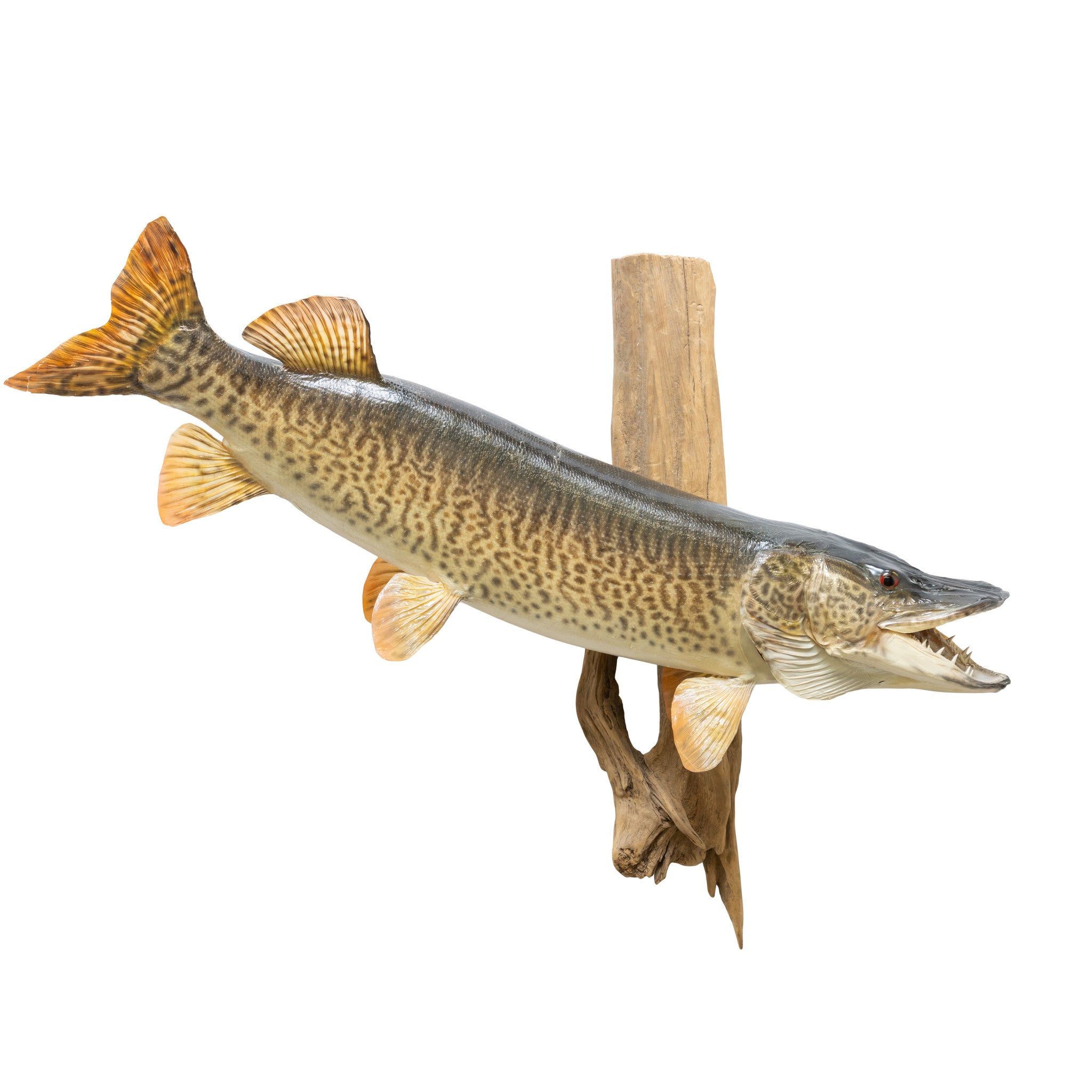 Tiger Muskie Skin Mount, Furnishings, Taxidermy, Fish