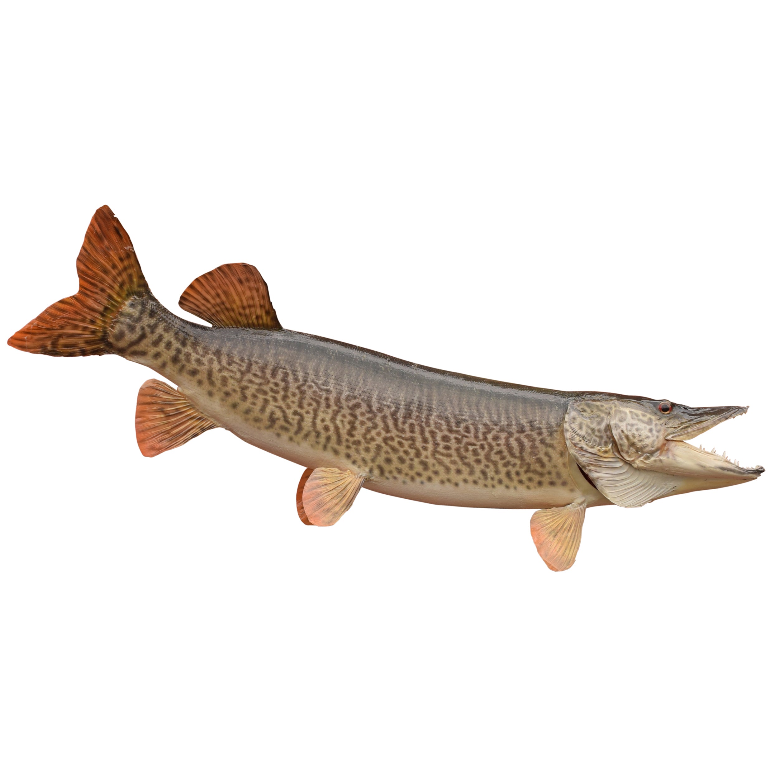 Tiger Muskie Skin Mount, Furnishings, Taxidermy, Fish