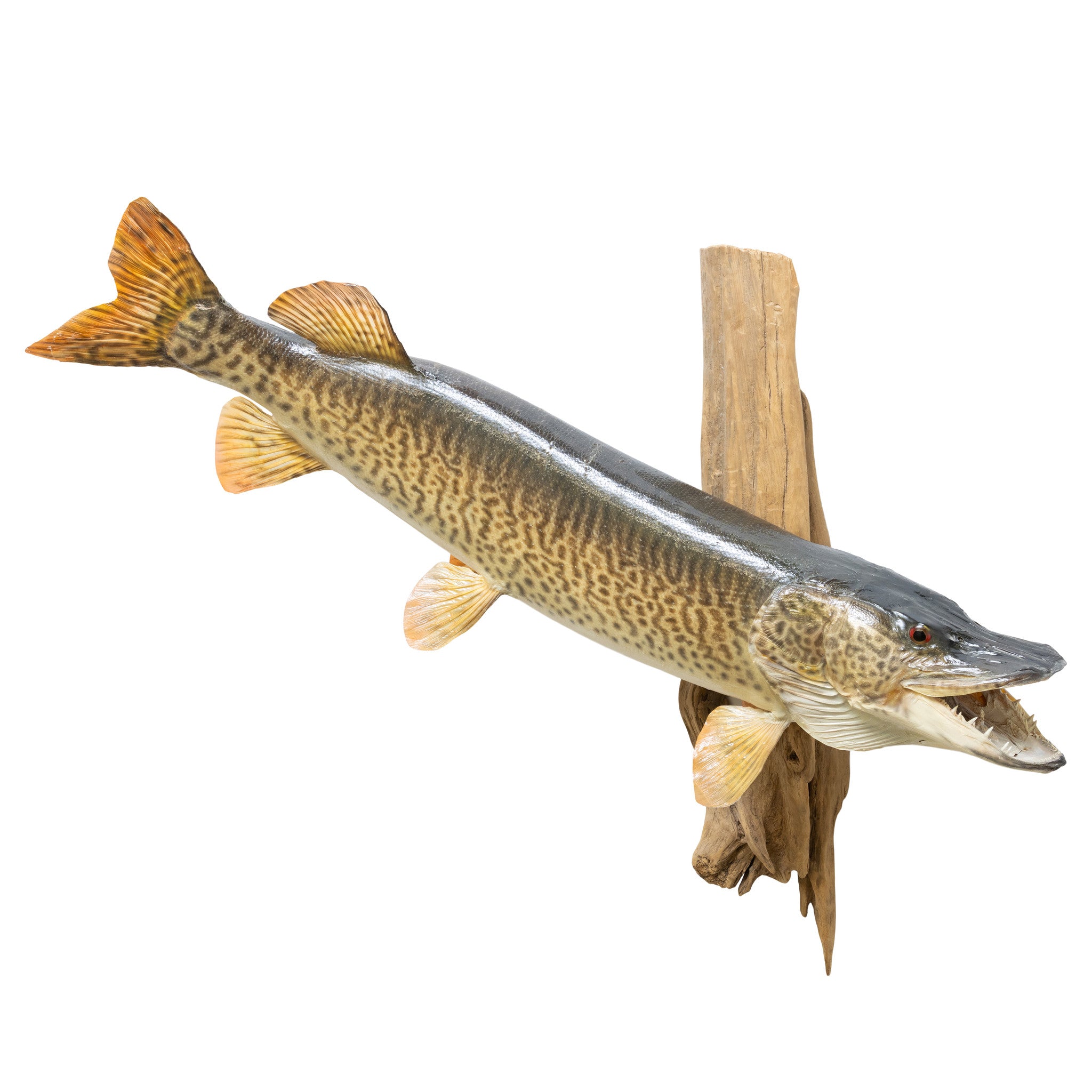 Tiger Muskie Skin Mount