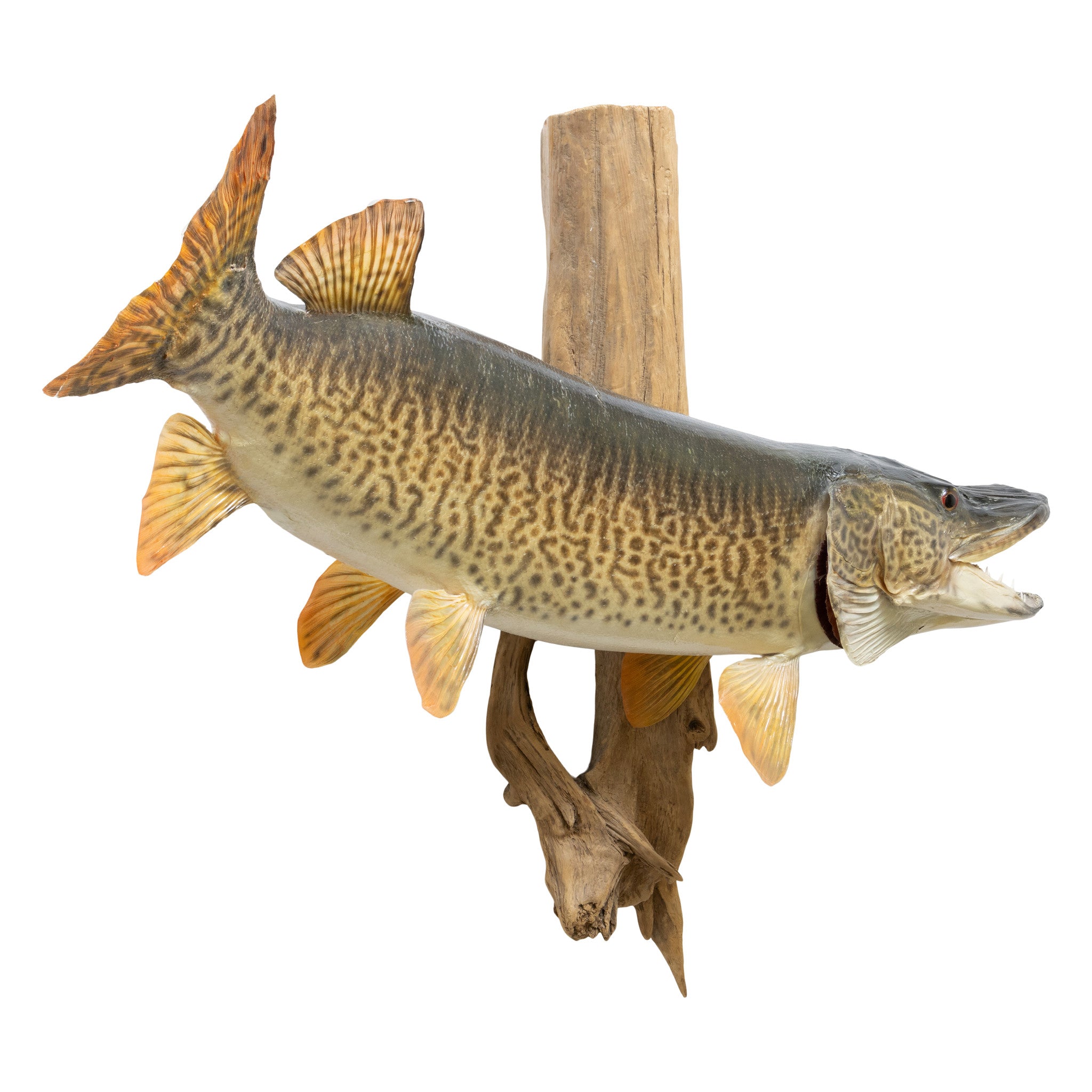 Tiger Muskie Skin Mount