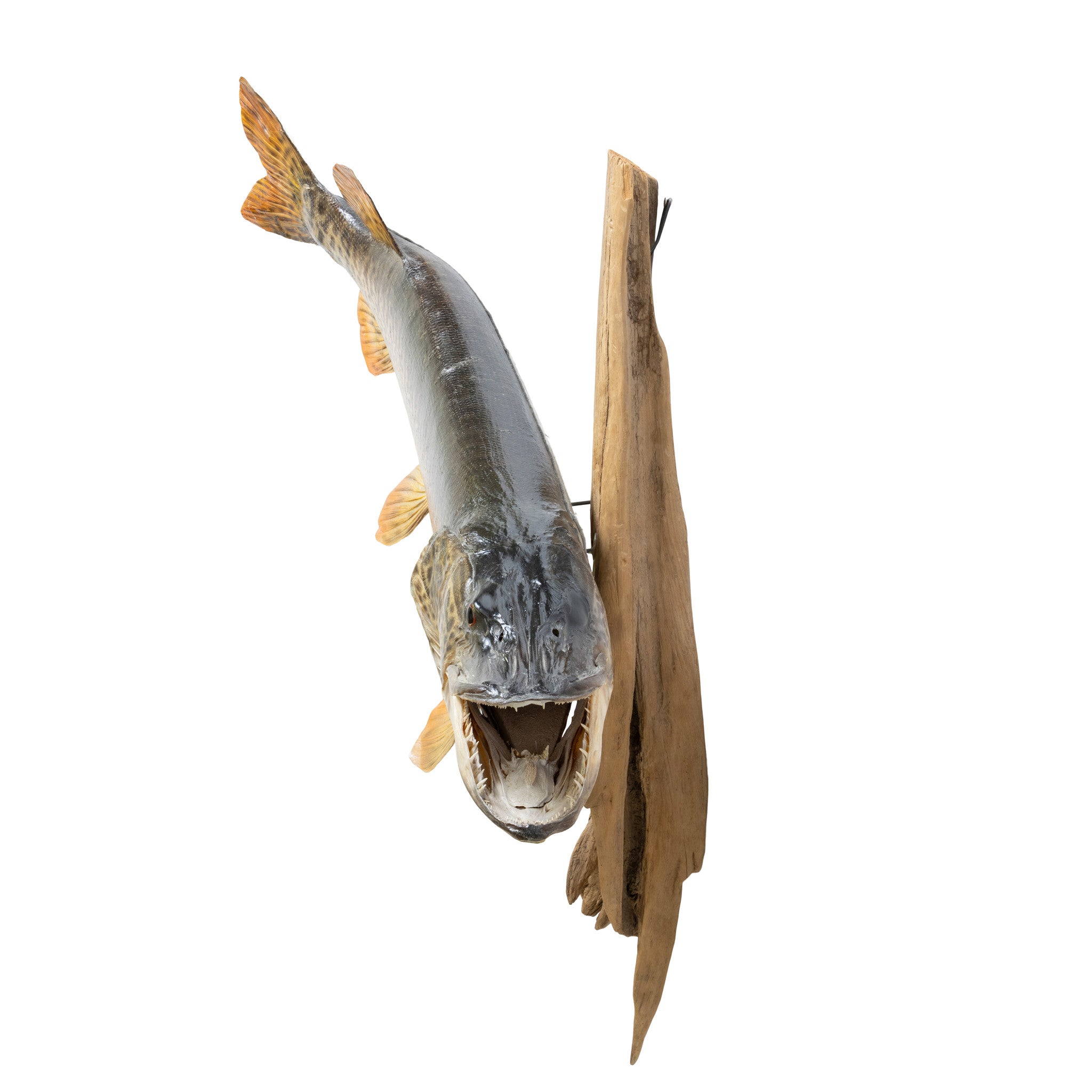 Tiger Muskie Skin Mount