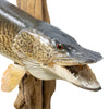 Tiger Muskie Skin Mount