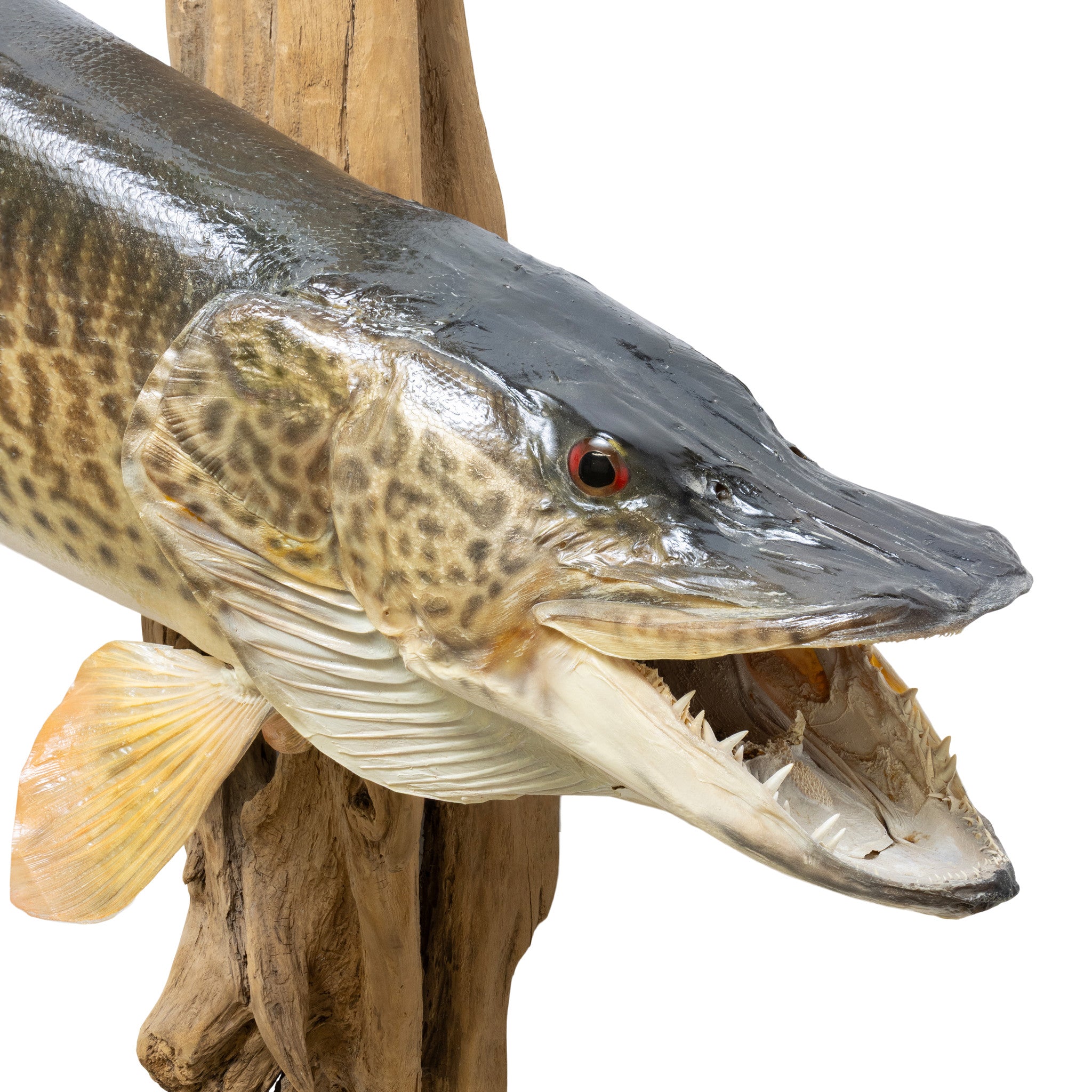 Tiger Muskie Skin Mount
