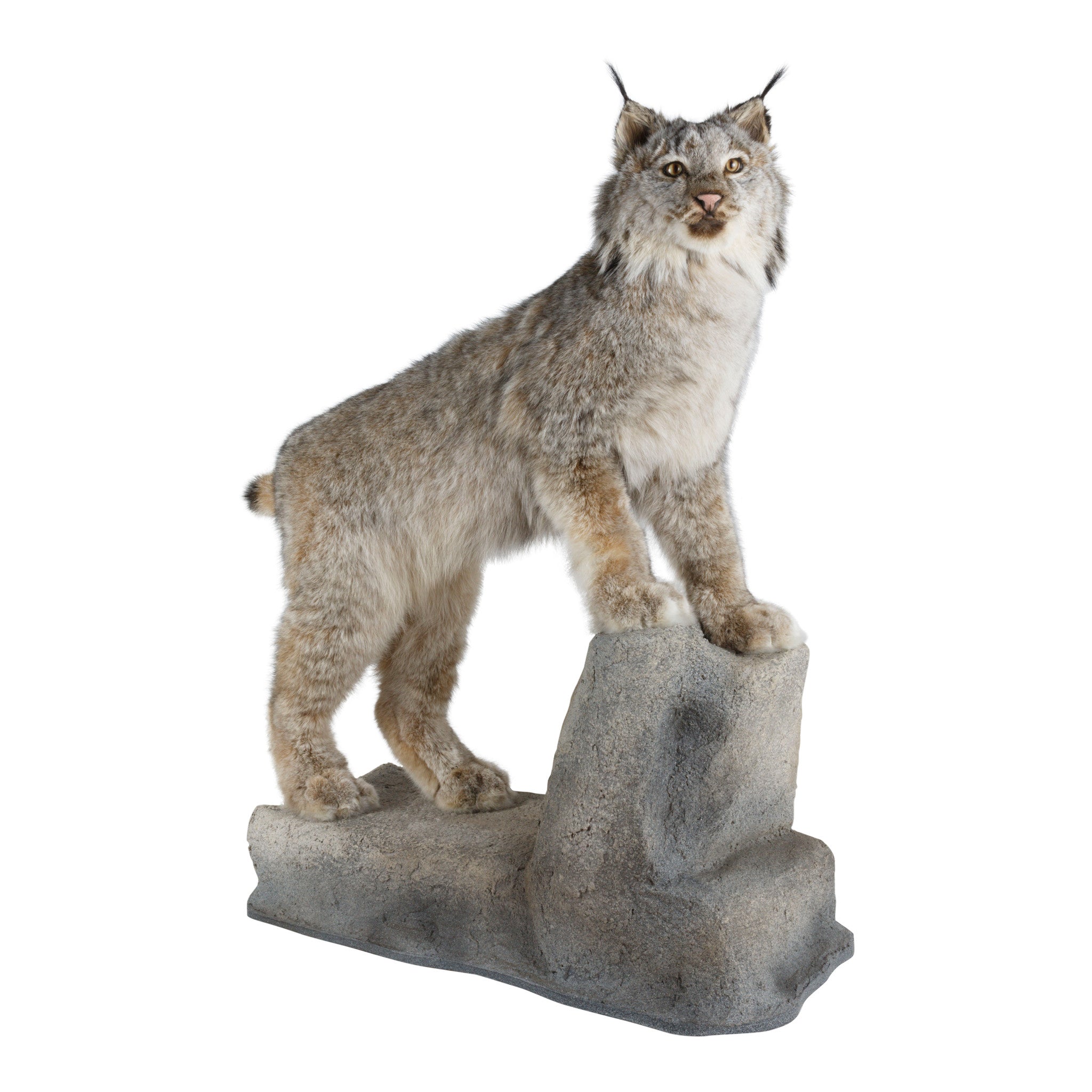 Alaskan Lynx Wall Mount, Furnishings, Taxidermy, Lynx