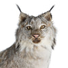 Alaskan Lynx Wall Mount