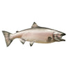 King Salmon Replica Mount, Furnishings, Taxidermy, Fish