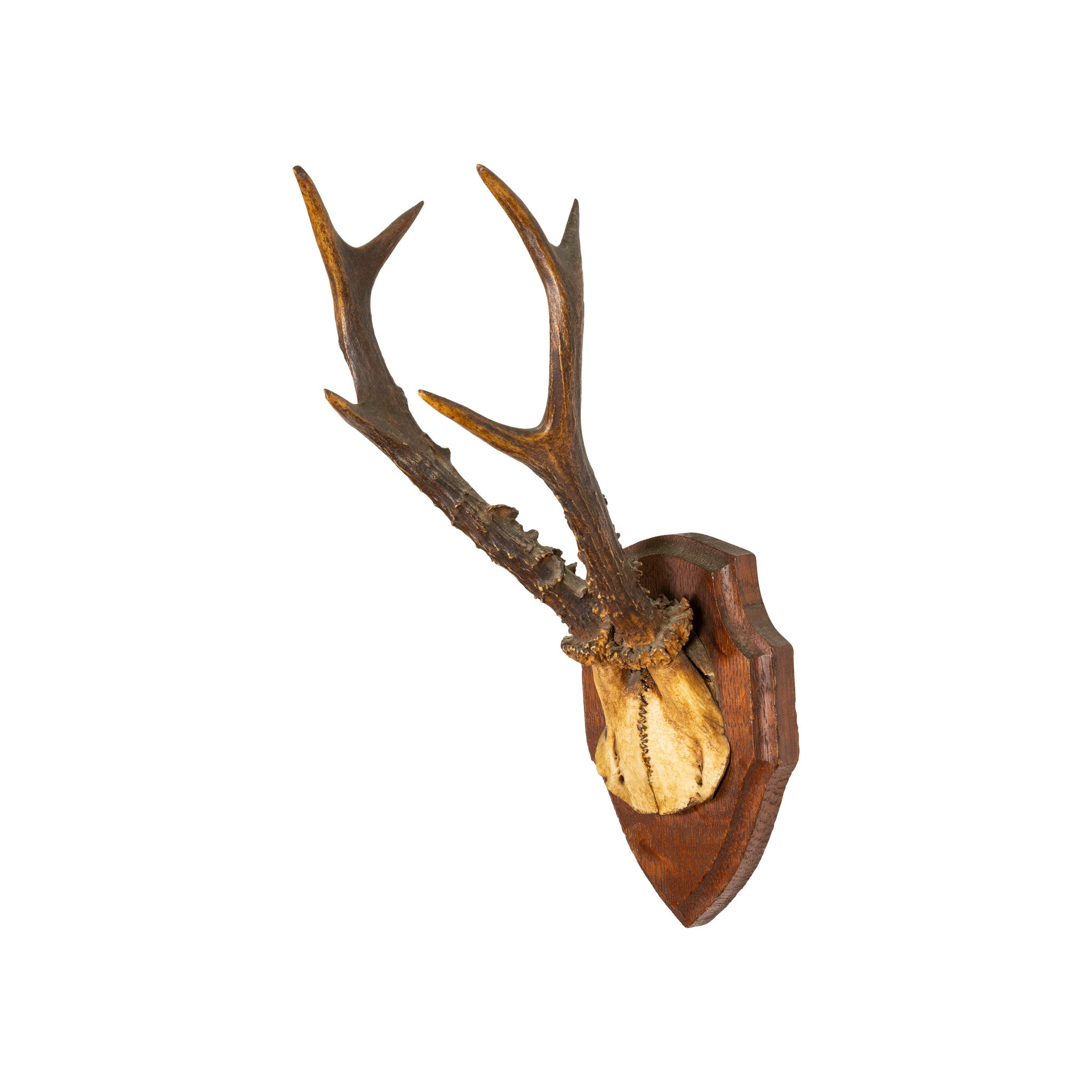 Roe Deer Collection