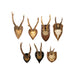 Roe Deer Collection, Furnishings, Taxidermy, Deer