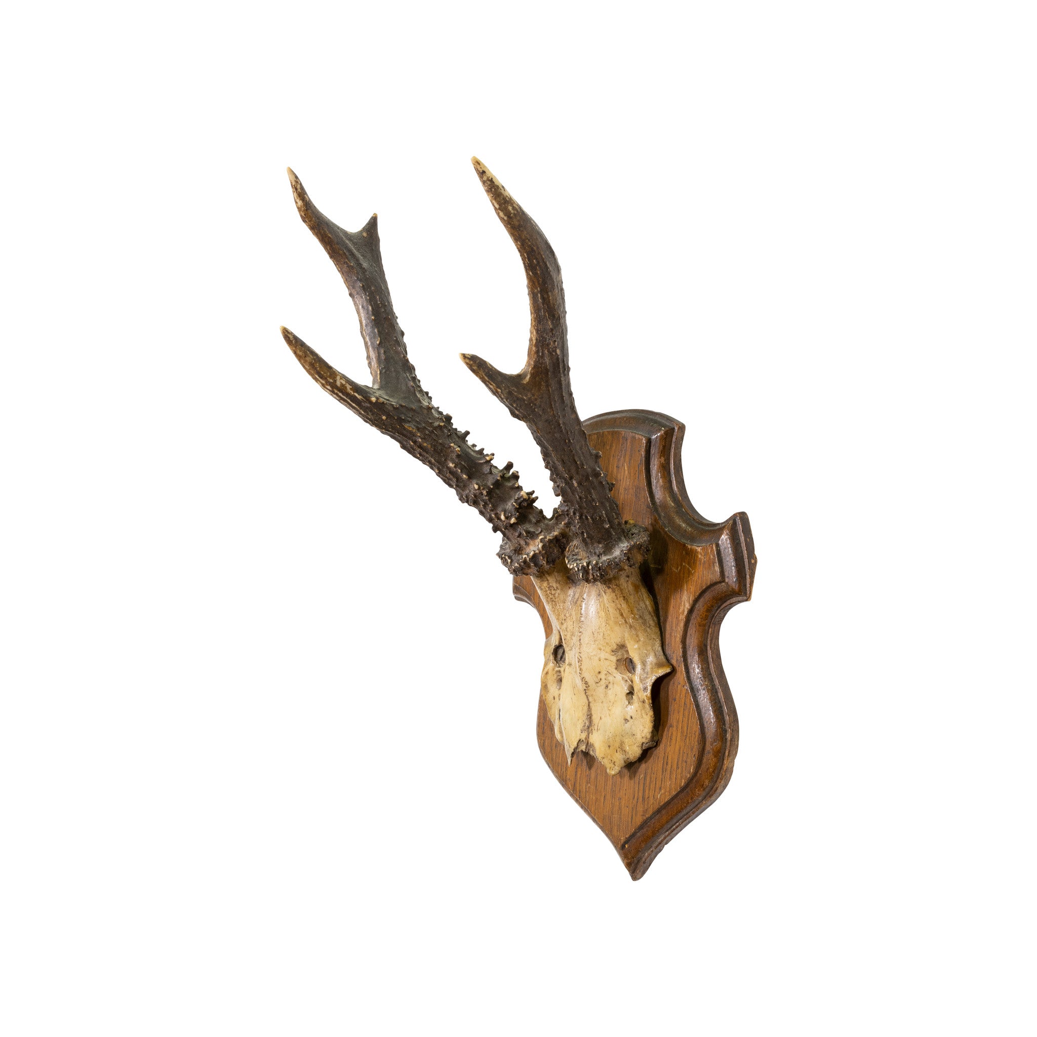 Trophy Roe Deer