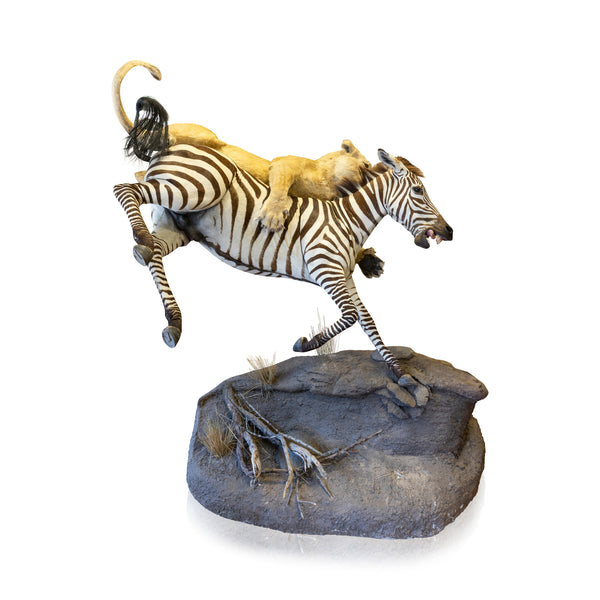 African Lion Attacking Zebra Mount, Furnishings, Taxidermy, African