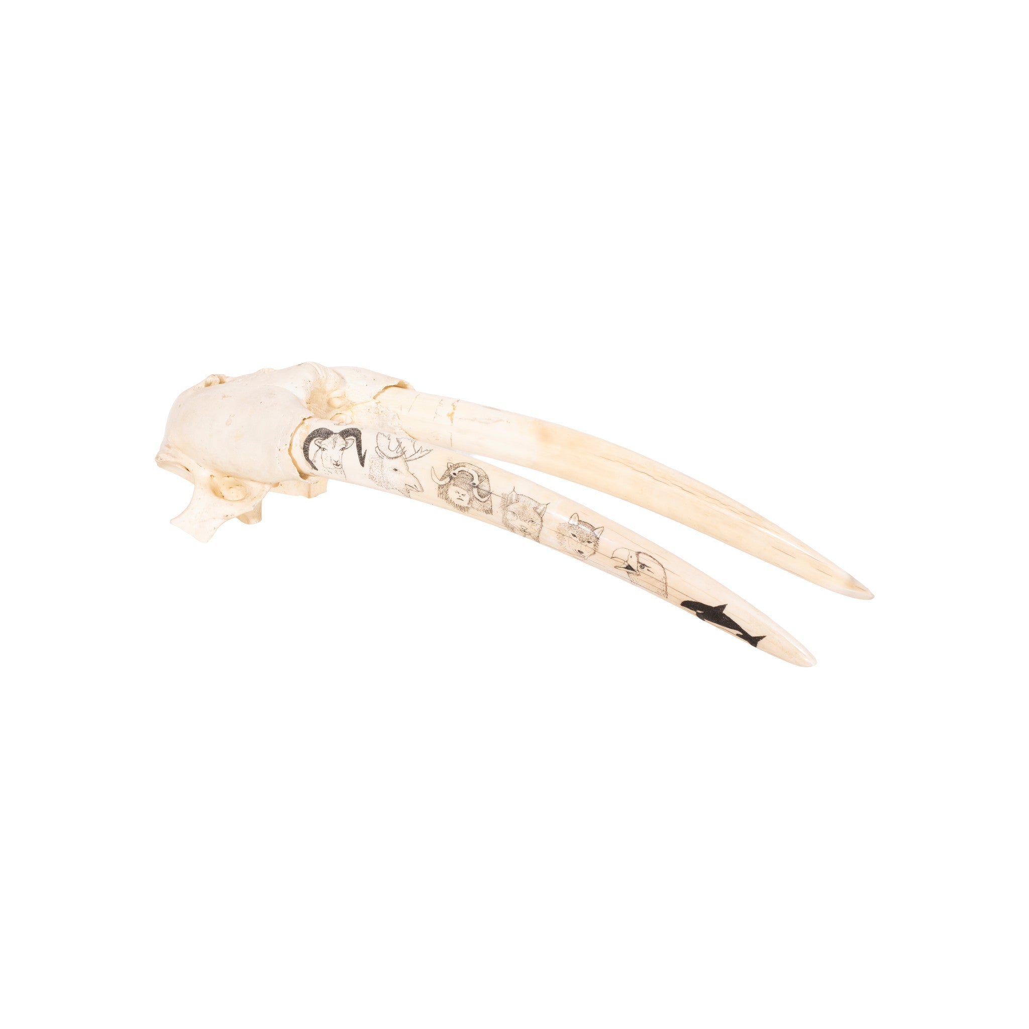 Walrus Skull, Native, Carving, Ivory